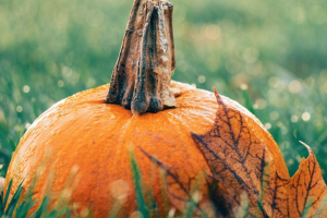 What Our Team Loves About Fall